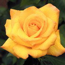 Connie Hermann Photo 14