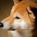 Ken Wolf Photo 15