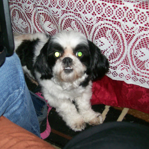 Susan Wilder Photo 43