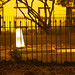 Charlie Park Photo 19