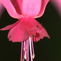 Harry Jacobs Photo 38