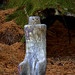 Janet Lever Photo 8