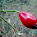 Ronald Berry Photo 15