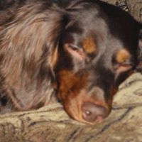 Sheri James Photo 4