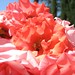 Eva Rose Photo 16