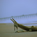 Jonathan Shell Photo 13