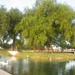 Cynthia Flores Photo 9
