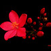 Narciso Rojas Photo 19