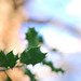 Holly Way Photo 12
