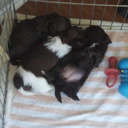 Dianne Porter Photo 35