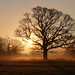 Dawn Thornton Photo 26
