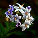 Jasmine Fields Photo 34