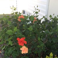 Sue Dotson Photo 12