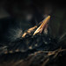Robin Sharp Photo 26