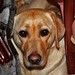 Merle Ross Photo 14
