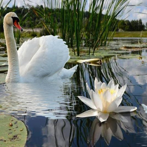 Lim Yu Photo 5