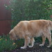 Sue Golden Photo 39