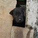 Chi Lai Photo 12