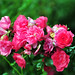 Rose Berger Photo 18