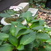 Brenda Boyd Photo 11