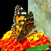Cynthia Fiore Photo 10