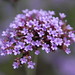 Daniel Colburn Photo 12