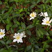 Clayton Flowers Photo 5