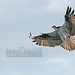 Steven Daugherty Photo 11