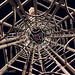 Michael Vires Photo 9