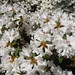 Eugene Flowers Photo 8