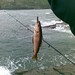 Scott Pollock Photo 16