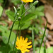 Cynthia Flowers Photo 13