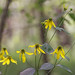 Debra Dodge Photo 18