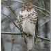 David Hawk Photo 16