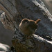 Constance Wren Photo 5