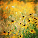 Susan Meadows Photo 37