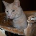 Joey Box Photo 13