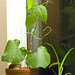 Carol Bean Photo 14