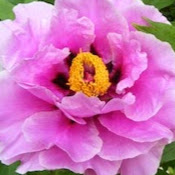 Catherine Stephens Photo 13