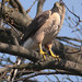 Dan Hawks Photo 10