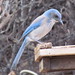 Jay Morrison Photo 33