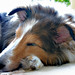 Timmy Nicholas Photo 6