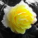 Angie Doyle Photo 32