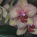 Fredrick Flowers Photo 8