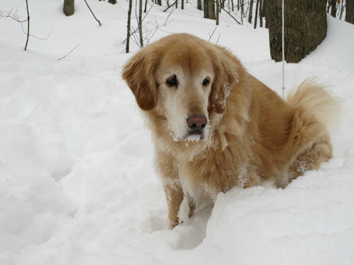 Lisa Thibodeau Photo 29