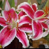 Crystal Waldron Photo 5