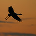 Jasper Crane Photo 7