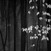 Robert Frost Photo 10
