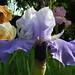 Gladys Austin Photo 11