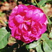 Rose Wise Photo 19